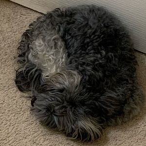 Meet your Posher, Codey